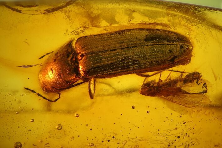 Fossil Fly (Diptera) & Large Beetle (Coleoptera) In Baltic Amber #142252